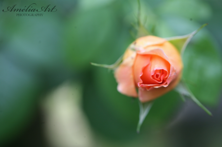 rose pastelle